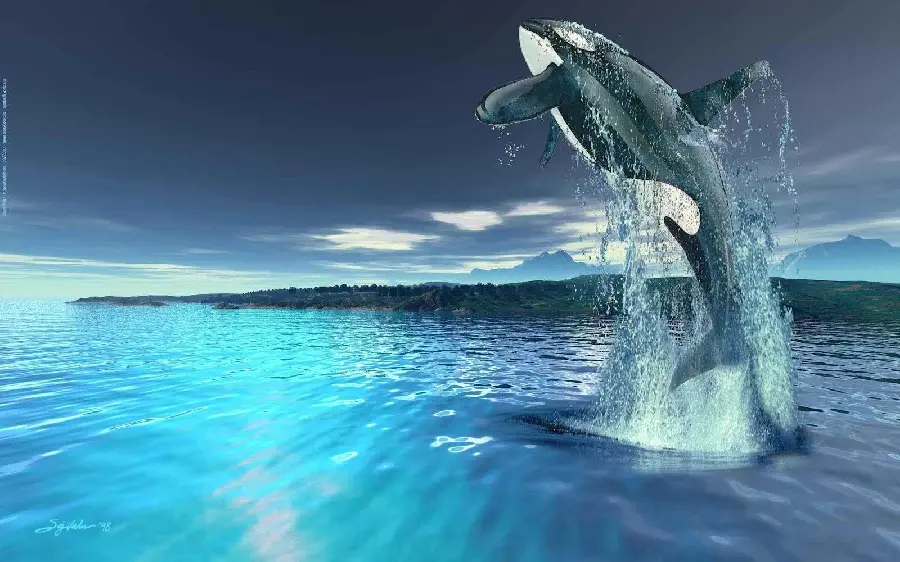 Unique and beautiful background of a whale in the water with excellent quality 