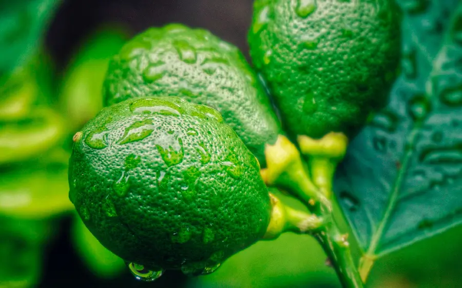 A pleasant image of unripe lemons and raindrops on them in 4K quality