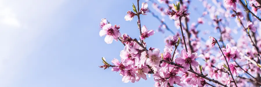 Unique and special image of pink blossoms 