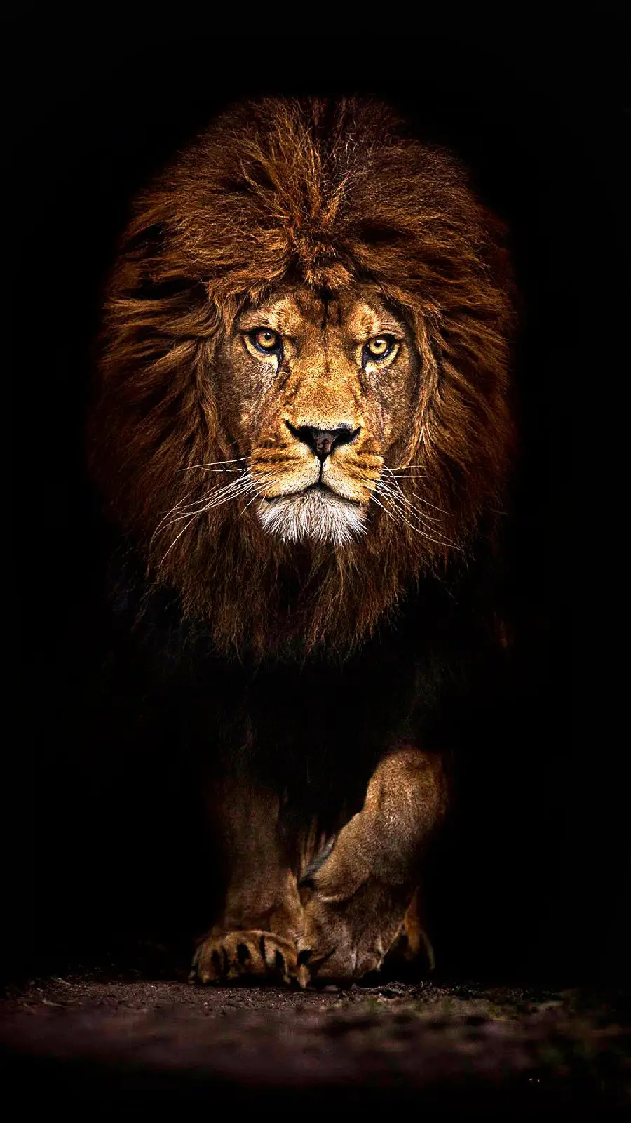 Wild animal lion boy wallpaper with retouch effect suitable for iPhone 13