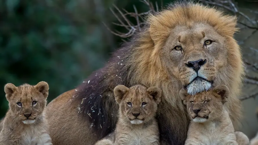 Download the attractive and spectacular image of a jungle lion in 4K quality 