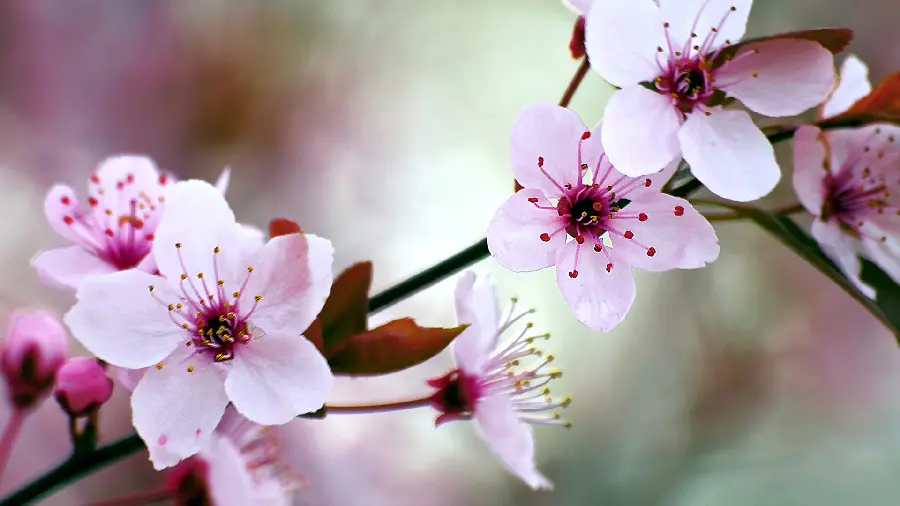 High quality photo of pink spring blossoms for wallpaper