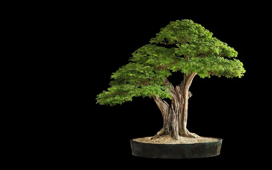  Beautiful photo of a beautiful bonsai tree with a miniature and interesting shape 