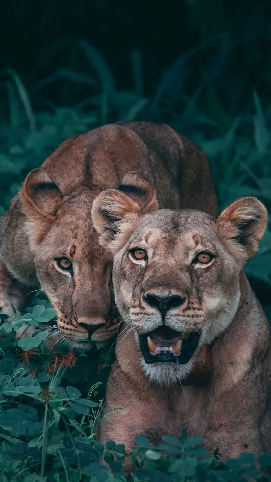 Wallpaper of the most beautiful lionesses in the lush forest