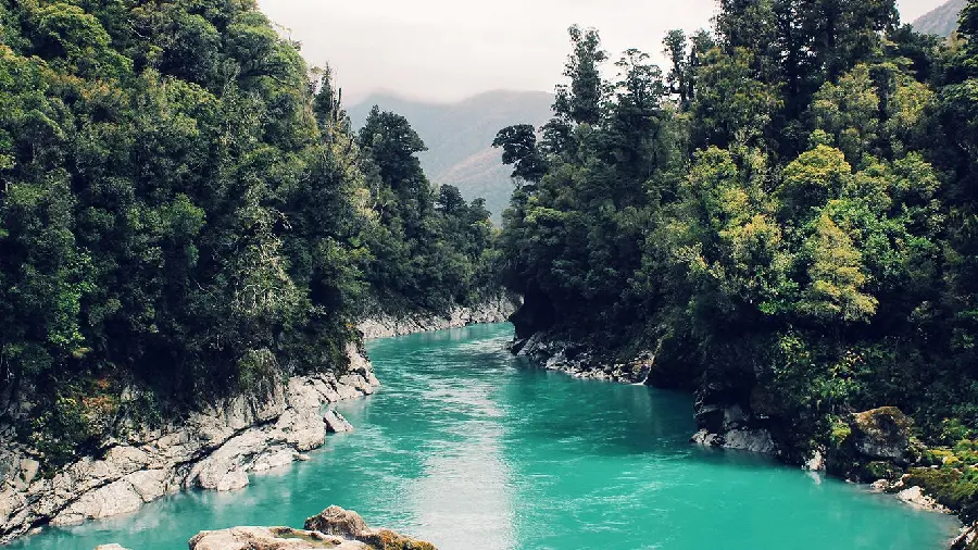Profile photo of a valley full of pine trees and an endless river