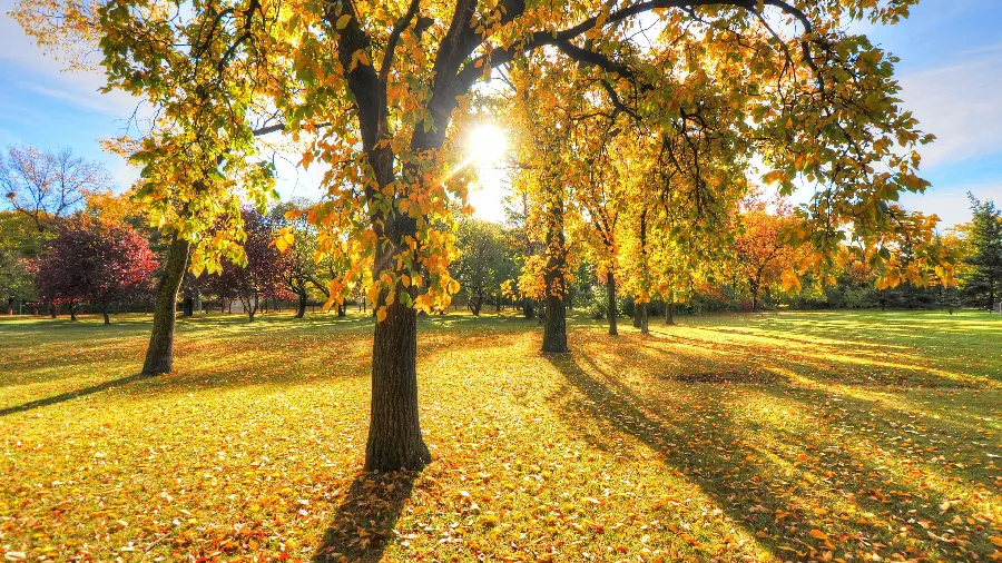 Stock photo of a warm sunny day with attractive downward-sloping tree shadows