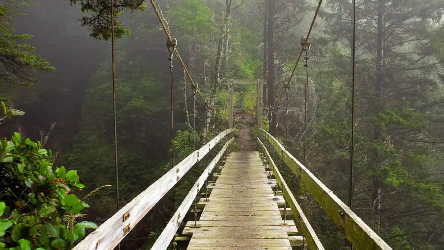 Amazing and dreamy photo of a beautiful path in the forest 