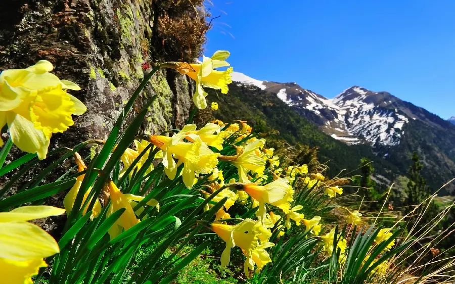 Download a wonderful picture of beautiful yellow flowers with green stems 