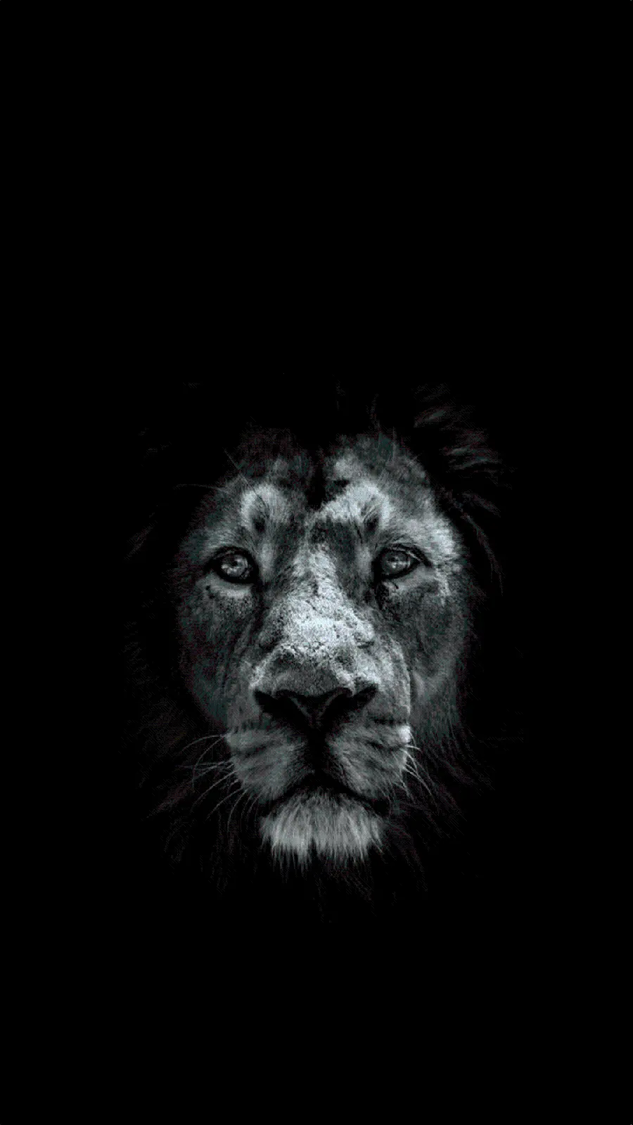 New and cool photo of a lion in the depths of darkness for iPhone background