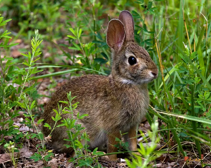 Beautiful rabbit image in nature suitable for computer screen 