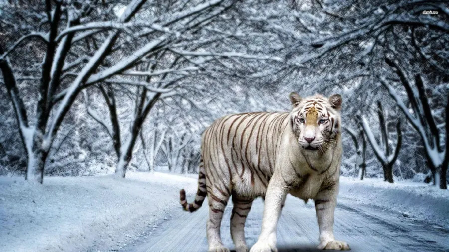 Wallpaper photo of snowy branches and icy ground and beautiful white tiger