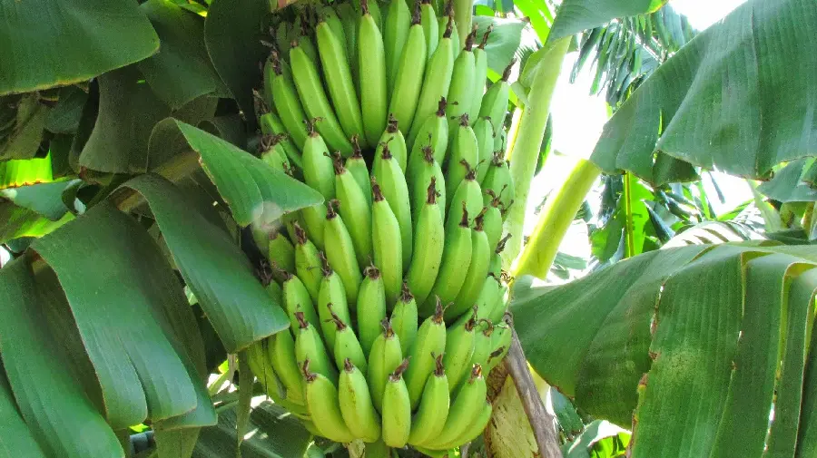 Attractive wallpaper for banana lovers of bunches of bananas