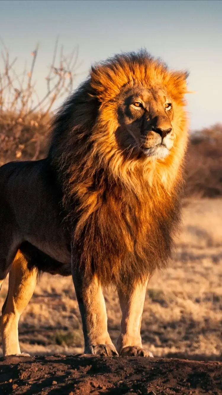 Boyish background of the lion king of the jungle for iPhone backgrounds 15