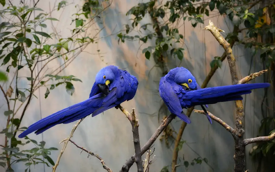 Unique photo of two blue birds in nature 