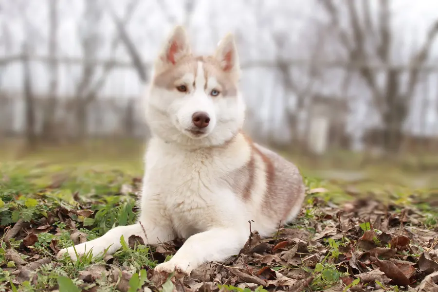  A very beautiful wallpaper of a beautiful and amazing husky dog ​​with excellent quality 