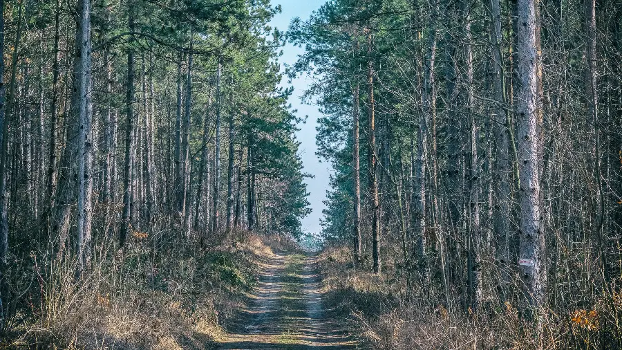 Download a very beautiful and interesting photo of pine trees and spectacular 