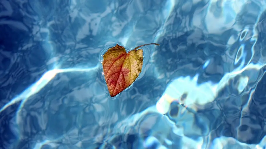 A profile photo of a delicate autumn leaf floating on flowing water