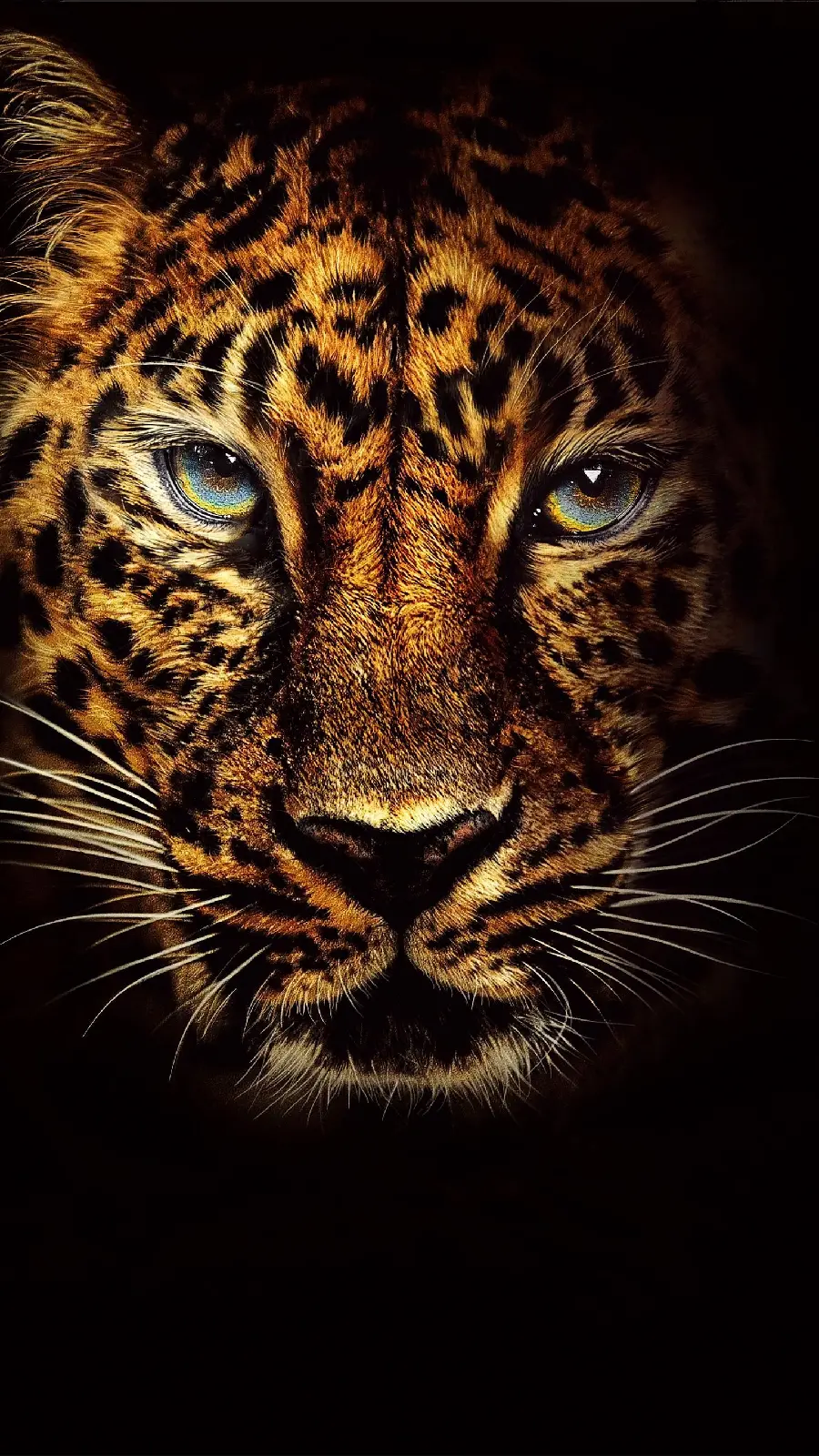 Cool Jaguar wallpaper with black background from a close and direct view
