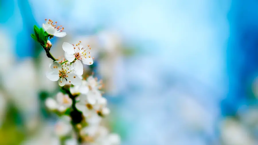 Wallpaper of the most eye-catching nature of apple blossoms with quality