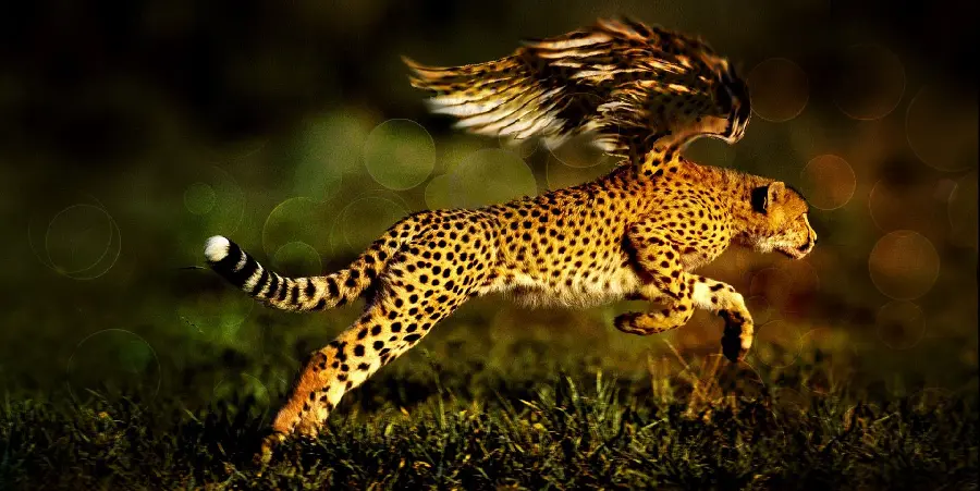 Download the cool wallpaper of a wild bird and a cheetah for your laptop