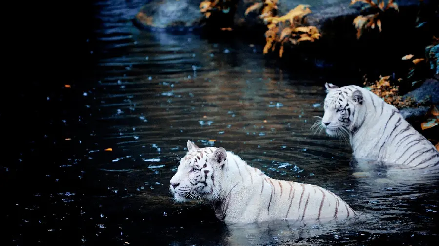 Amazing picture of a Bengal tiger and its mate in a lake and while swimming