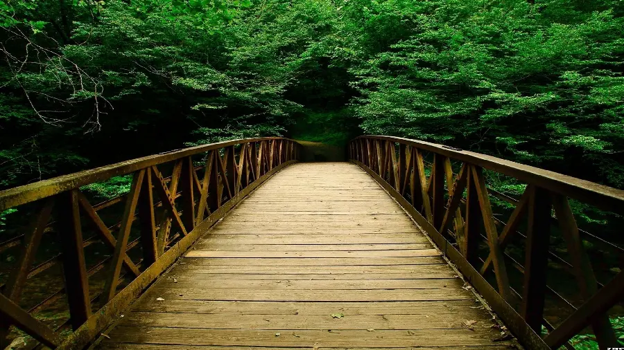 Download wallpaper of a dark forest and a wooden bridge
