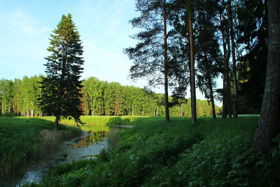 Relaxing photo of green forest and tall trees with a river inside the forest