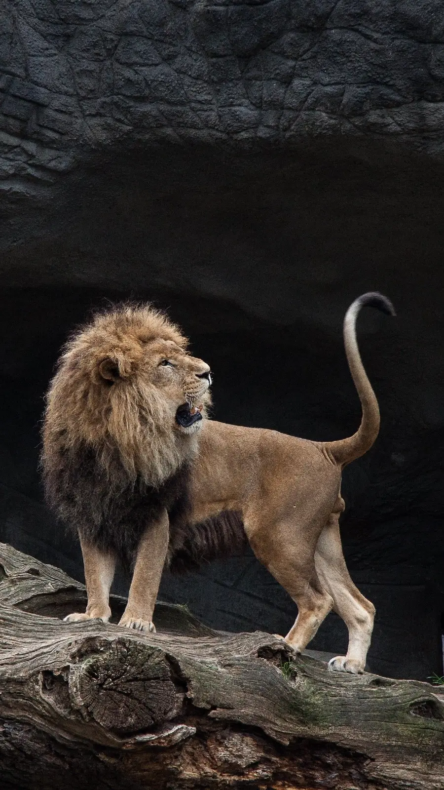 Cool Boyish Wallpaper of a Cave Lion for iPhone Backgrounds 15