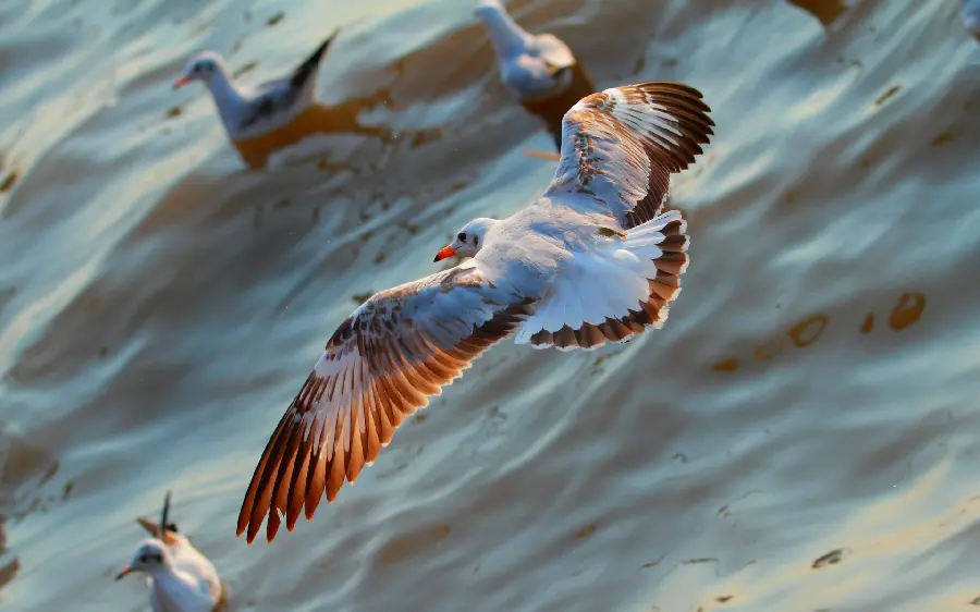 Amazing background of a very beautiful bird with an orange beak