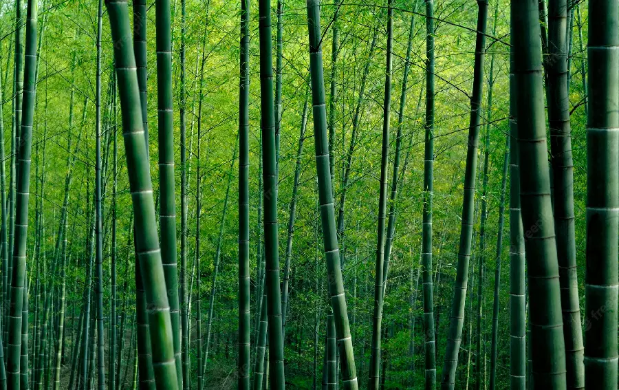 A spectacular image of giant grasses in China known as bamboo