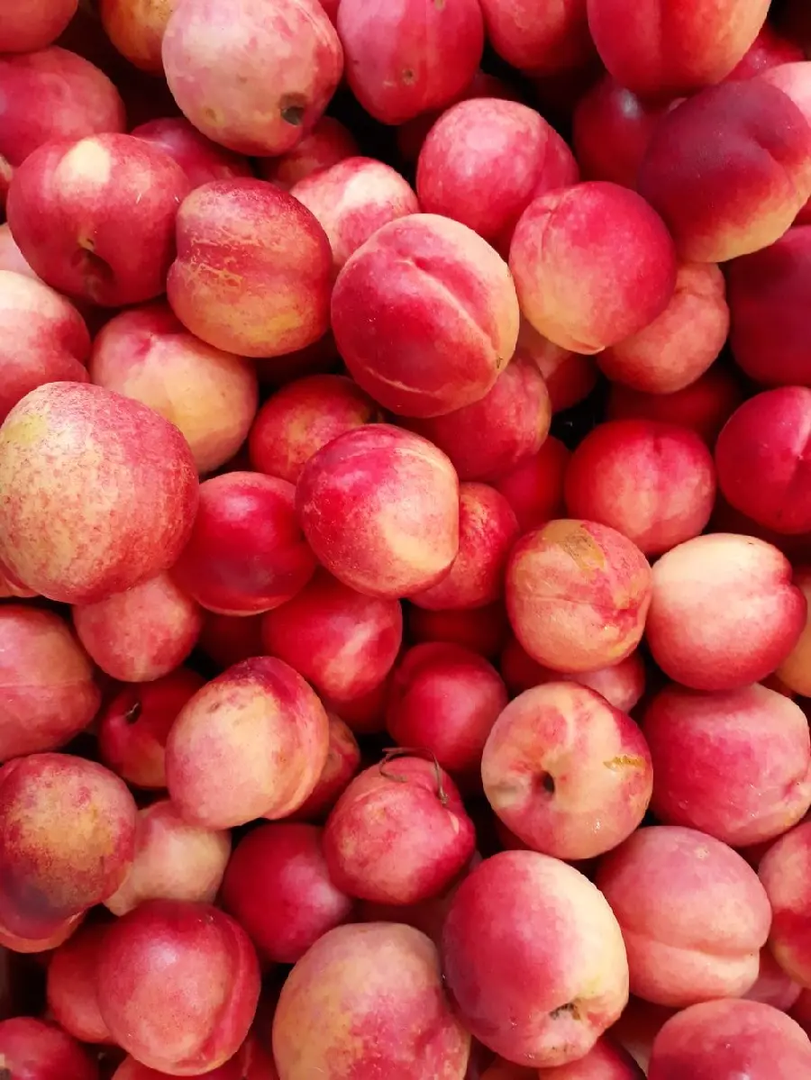 Free download of juicy peaches and nectarines in tempting red color