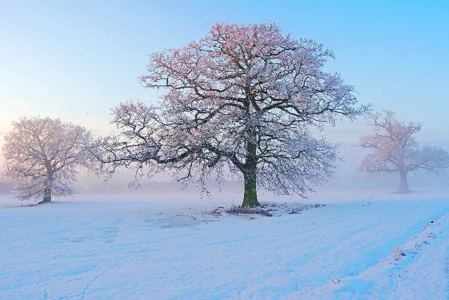 A very beautiful and spectacular photo of a dry tree in winter