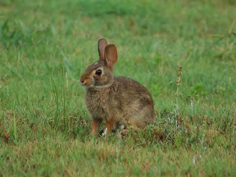 Amazing background photo of a wild rabbit in the grass 