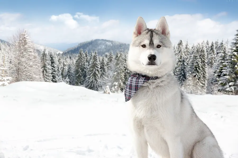  Unique wallpaper of white and beautiful husky with attractive checkered collar 