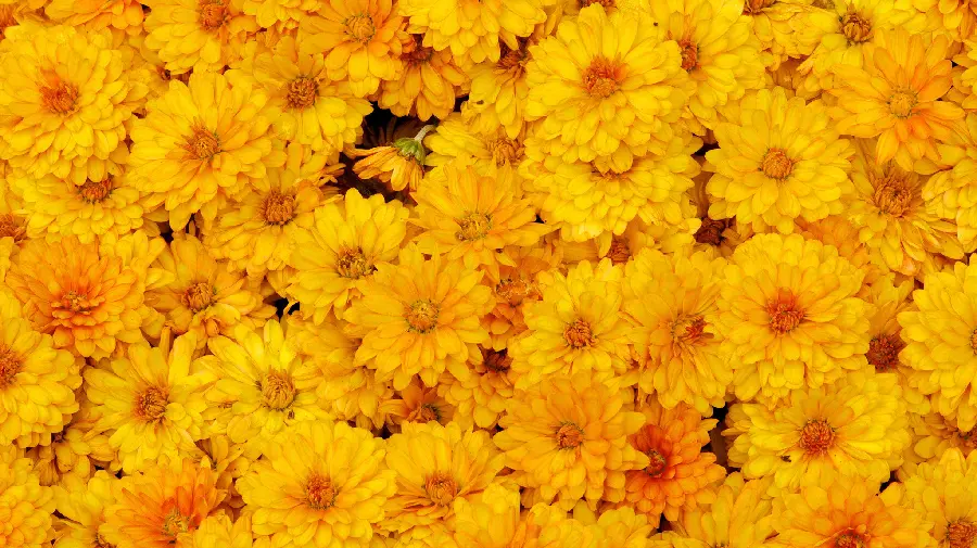 A very beautiful wallpaper of beautiful yellow flowers 