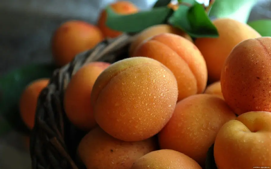 Beautiful picture of fresh and rain-dried peaches in a basket for instagram