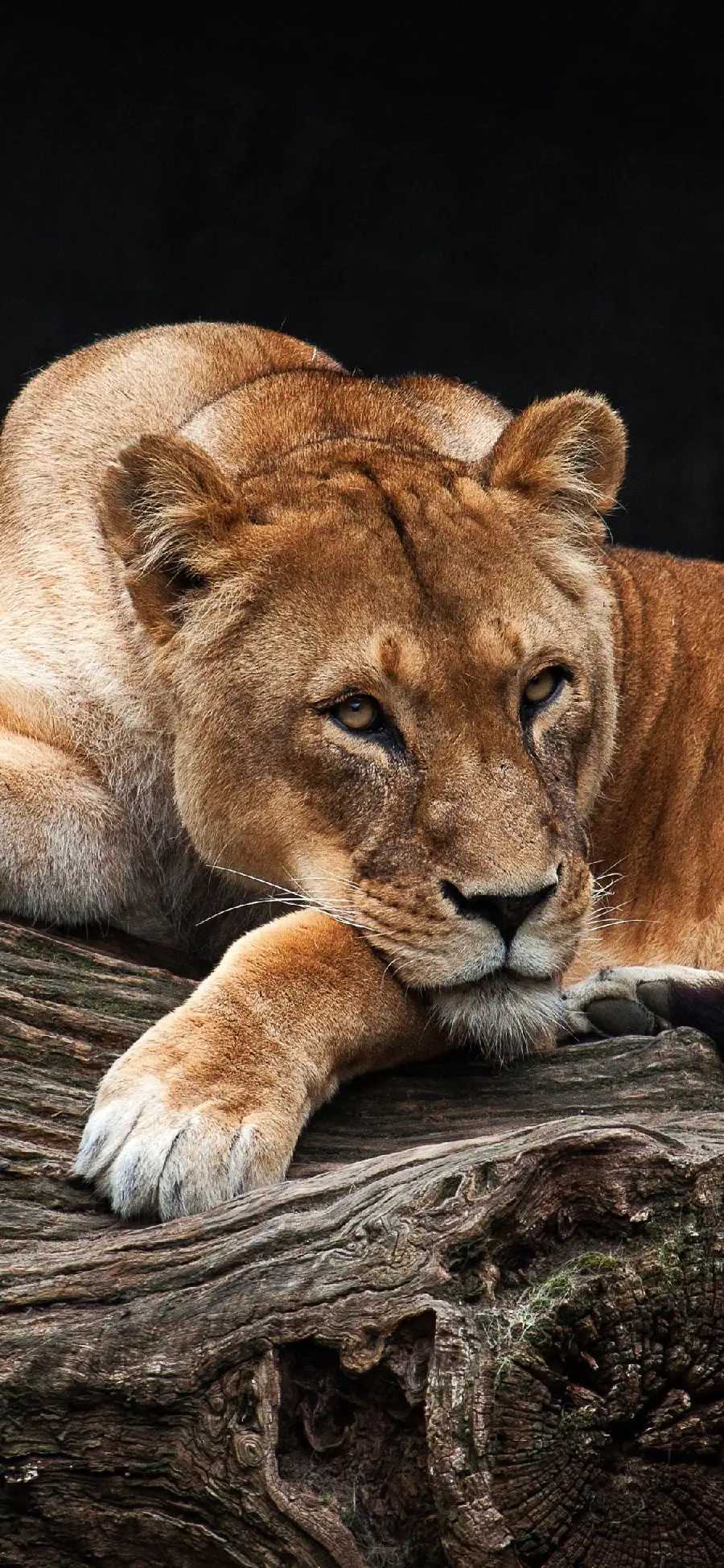 The Most Attractive Wallpaper of a Female Lion for iPhone and Samsung