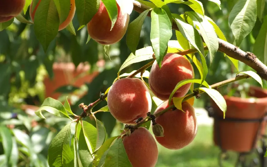 Background of ripe peaches on a tree with green and refreshing leaves