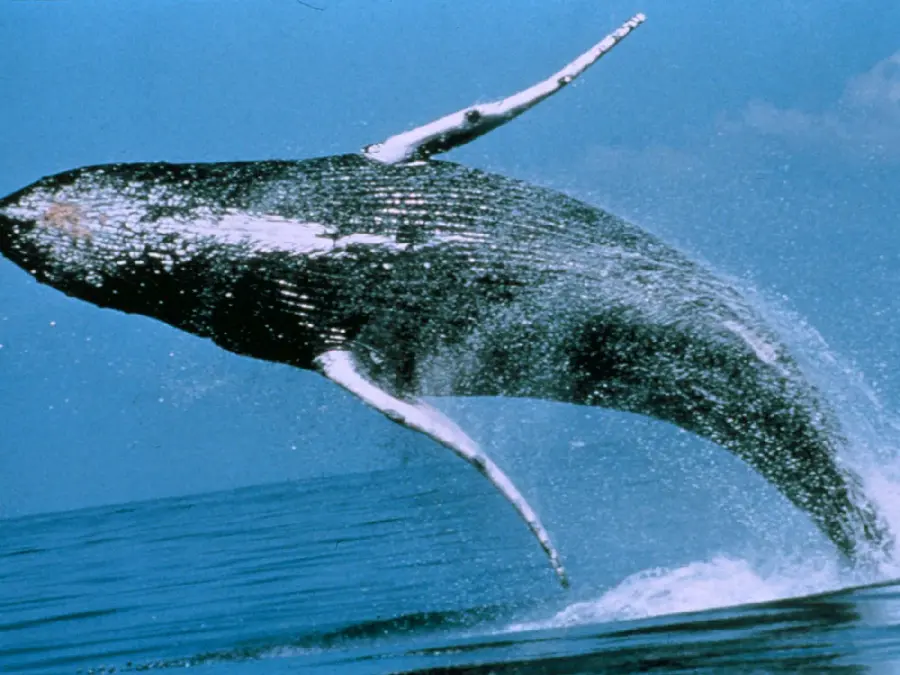 Beautiful and spectacular image of a huge whale with long wings
