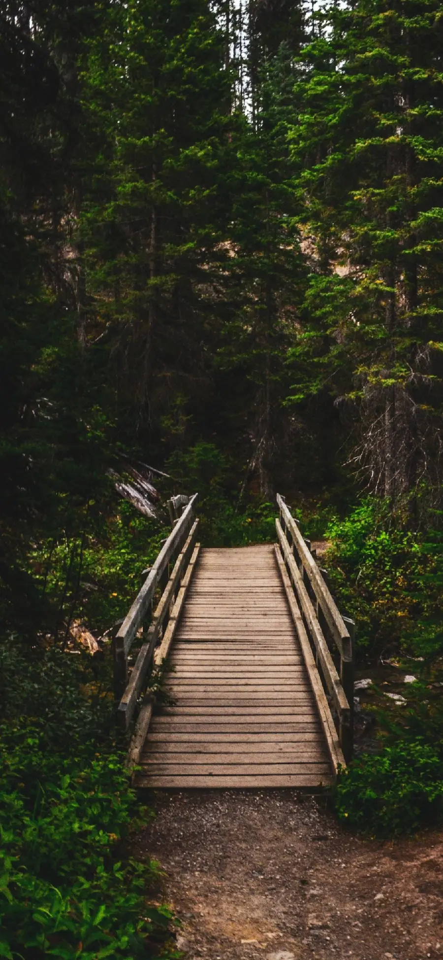 A unique portrait of a dreamy green forest and a short wooden bridge