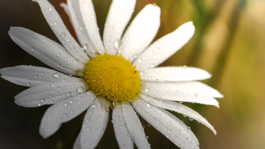 Stock image of a close-up of a chamomile flower with raindrops