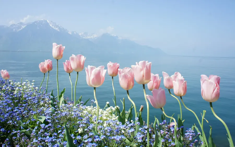 Beautiful and spectacular wallpaper of pink tulips with high quality 