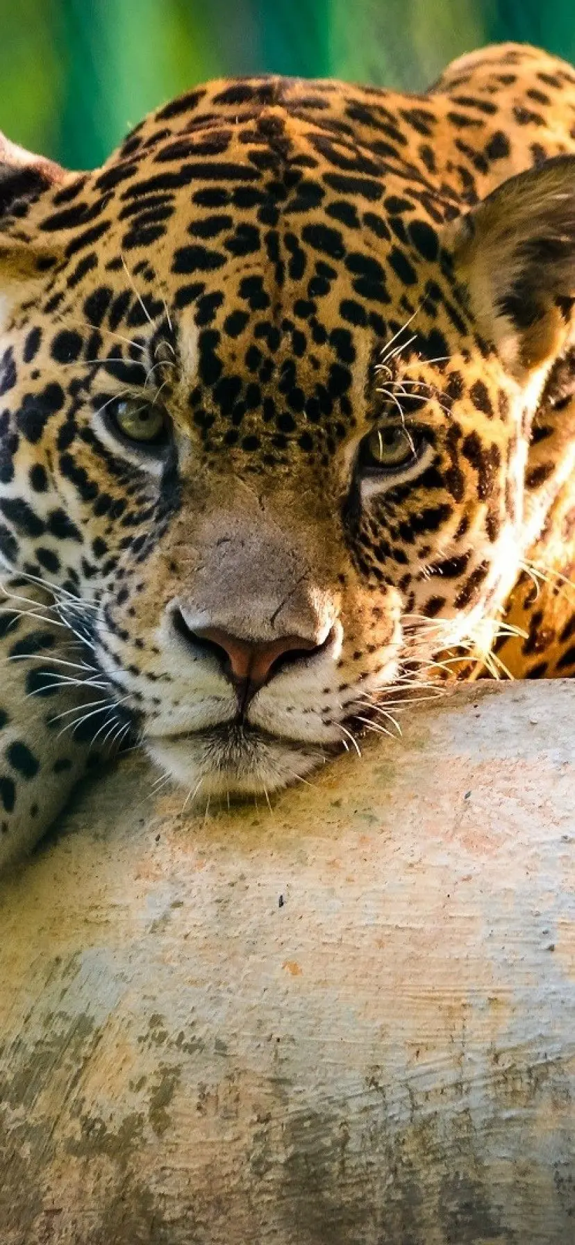 Images of Jaguars with unique skin and yellow eyes 