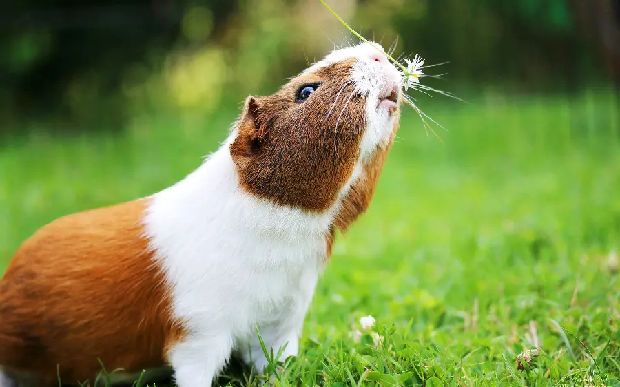 Super beautiful wallpaper of a guinea pig with small ears
