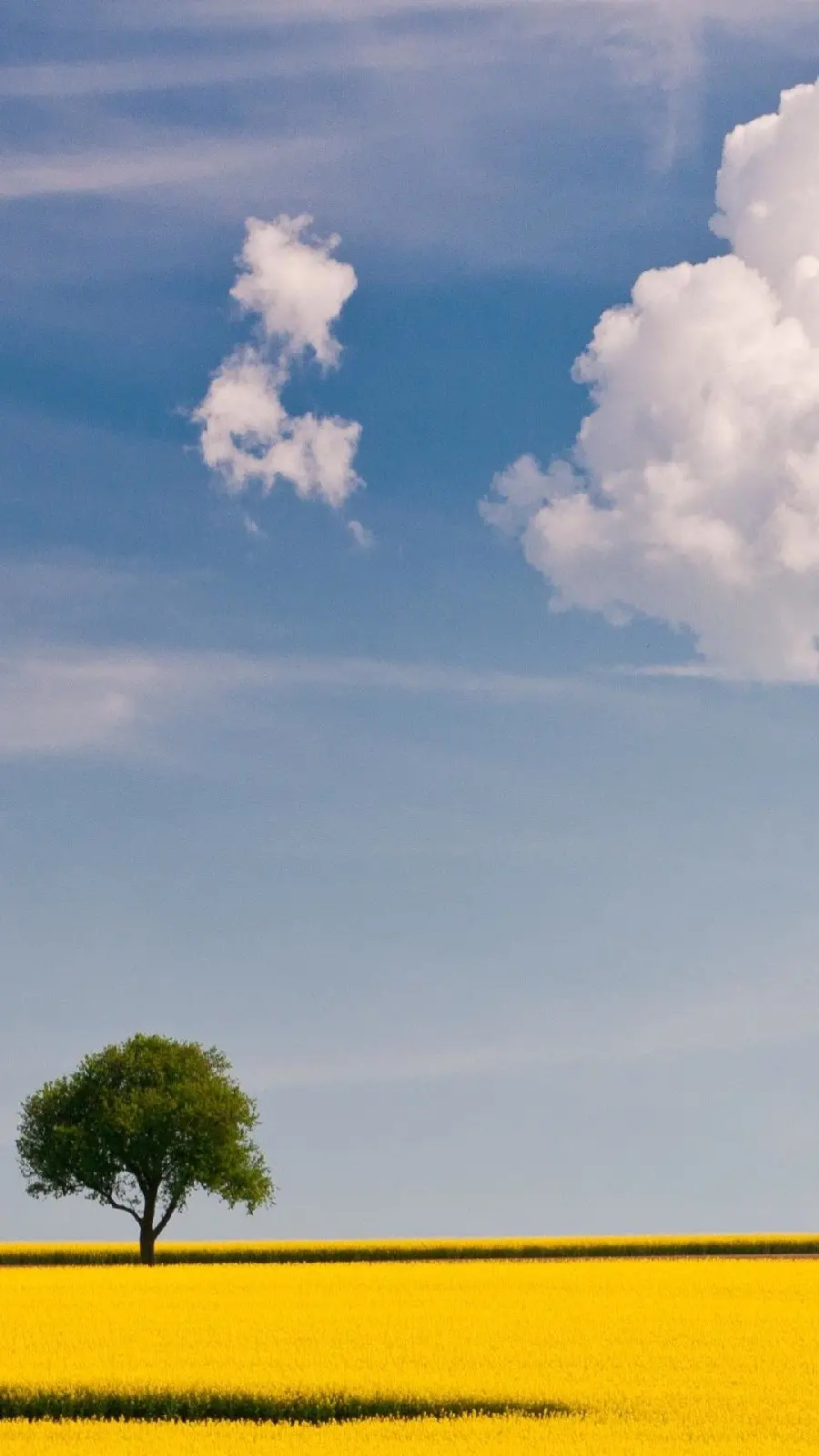 Interesting photo of a plain full of yellow flowers and a lonely tree in the middle of the plain
