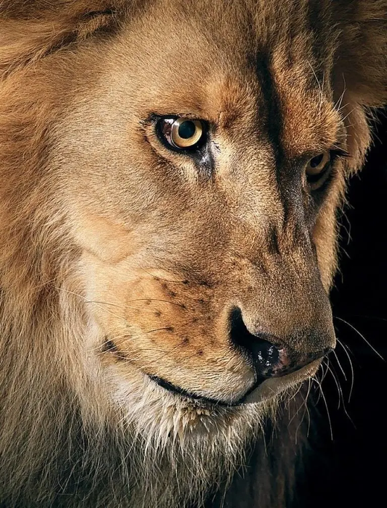 Realistic Lion Profile Picture with Black Background