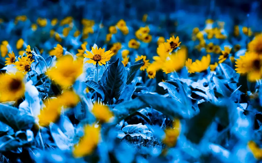 Very beautiful and beautiful wallpaper of yellow flowers in high quality 