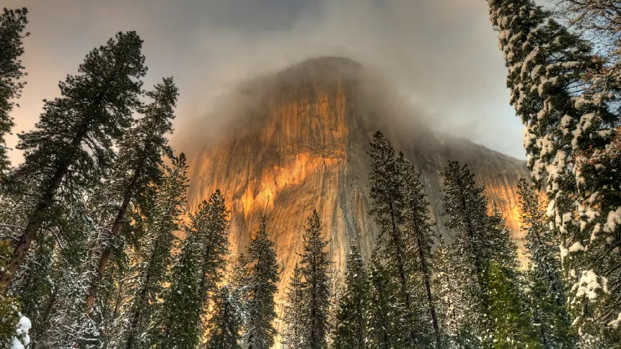 Download free image of tall trees for computer wallpaper 