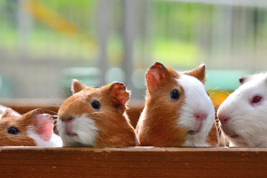  Download a very beautiful and interesting picture of beautiful pigs 