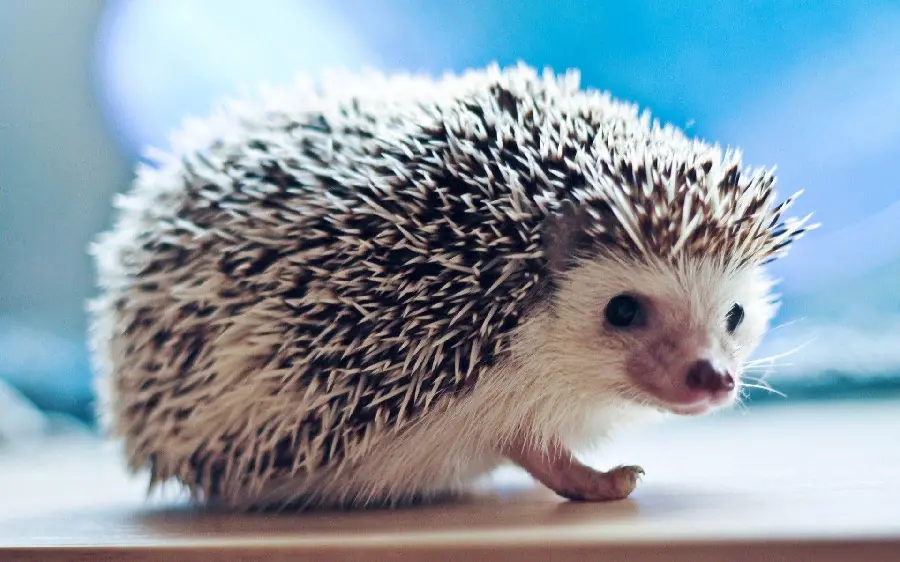 High-quality background of a black and white hedgehog Close-up